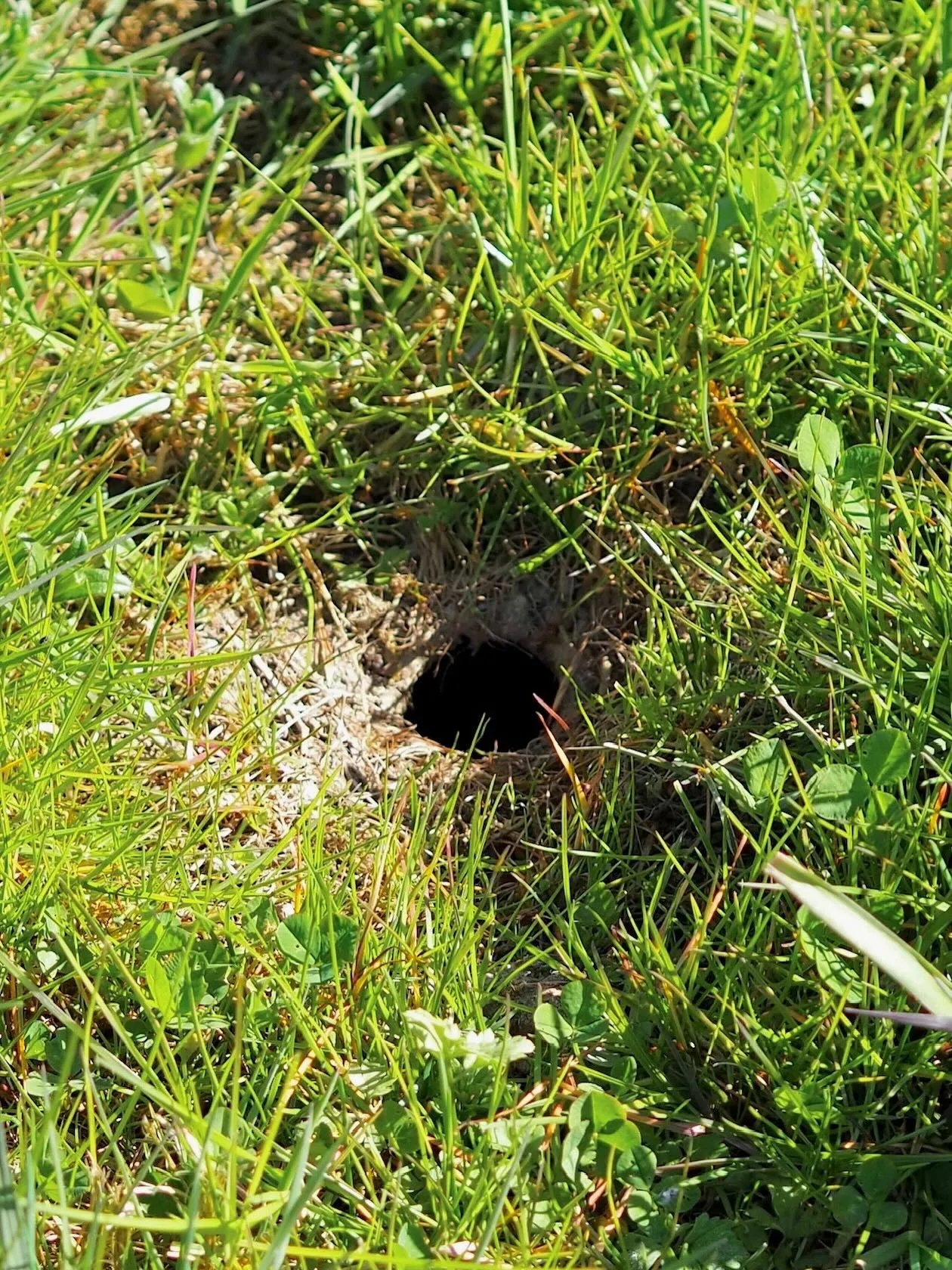 Wühlmäuse – Die vierte Herausforderung