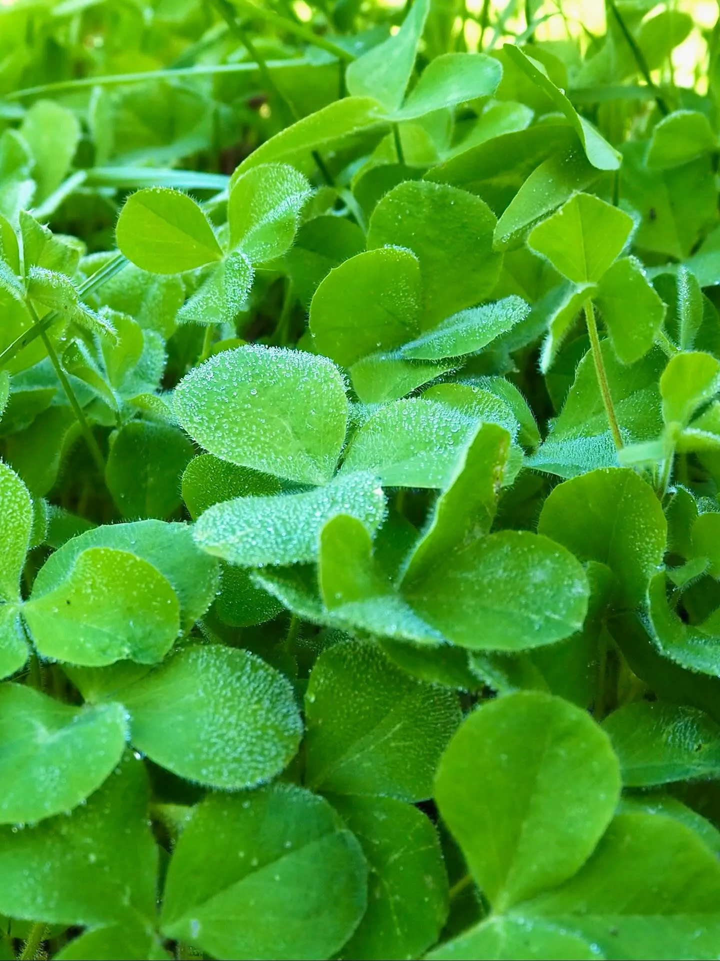 Düngung – Die dritte Herausforderung