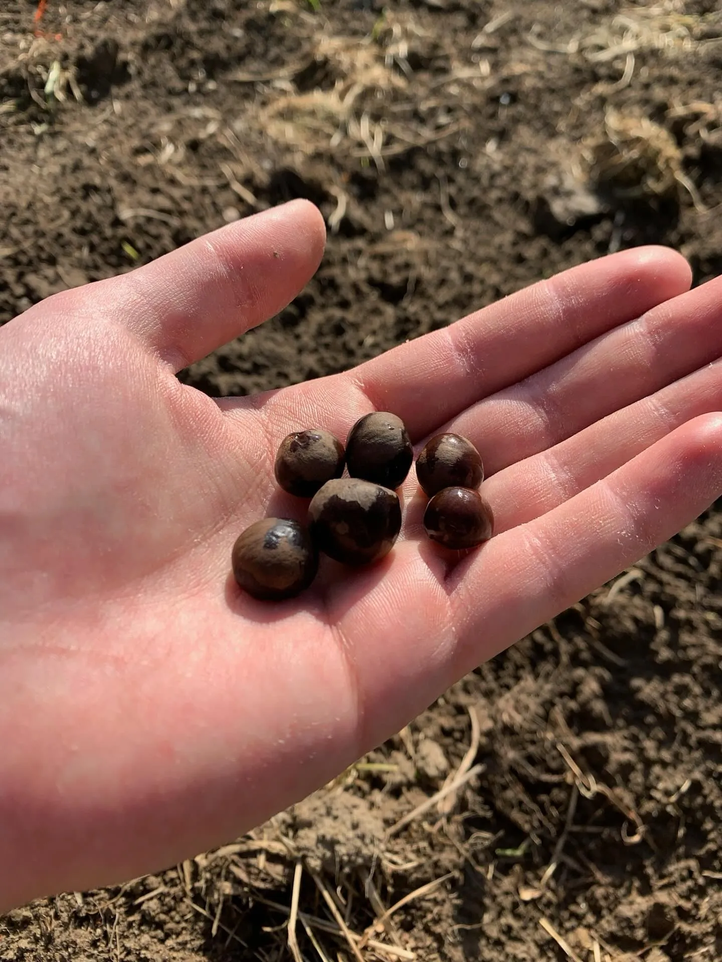 Saatgutbeschaffung – Die erste Herausforderung