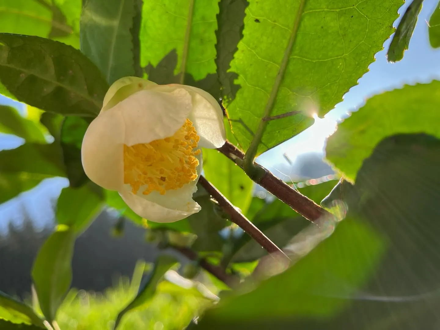 Die erste Blüte – Der fünfte Meilenstein