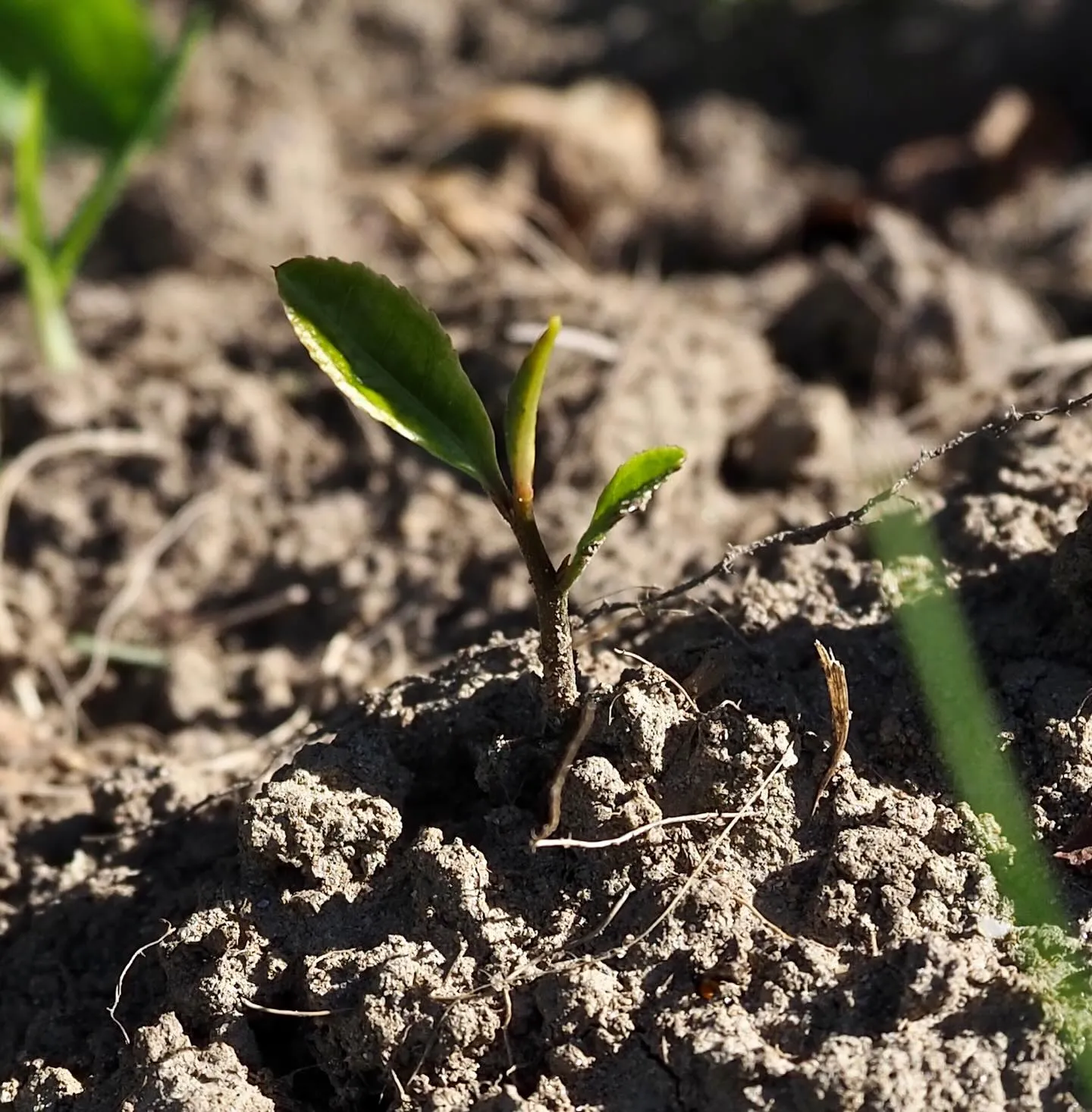 Die ersten Keimlinge – Der zweite Meilenstein