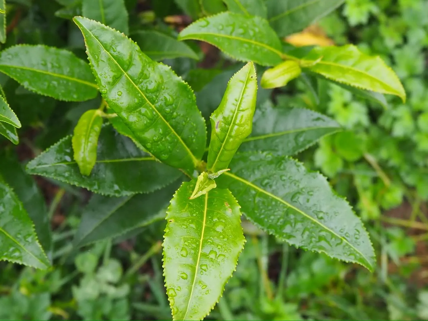 Teeanbau in Österreich – Ist das möglich?