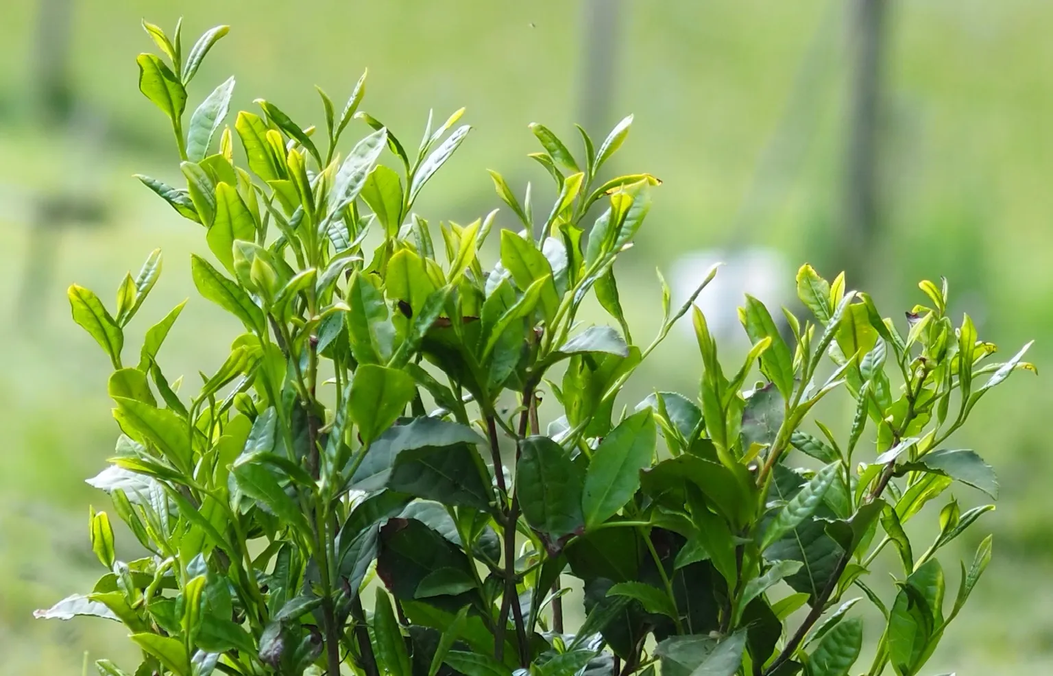 Teepflanze mit jungen Trieben